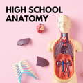 Reproductive + Sexual Anatomy for High School