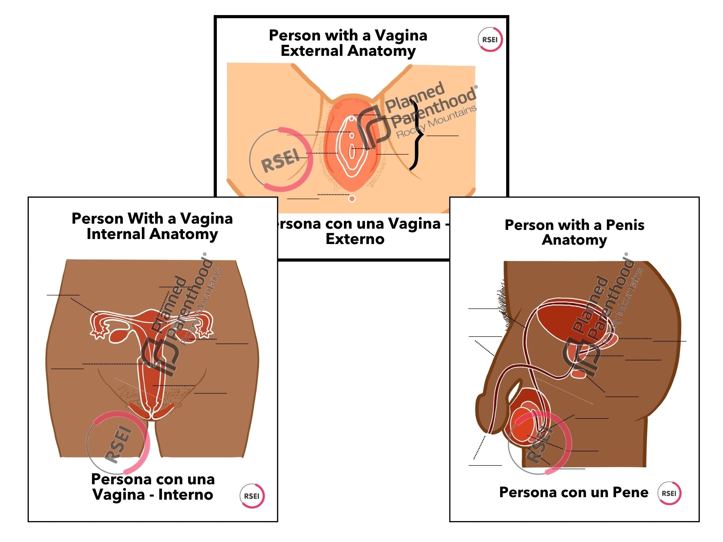 Anatomy Posters + Labels