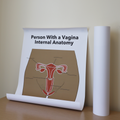 Anatomy Posters + Labels